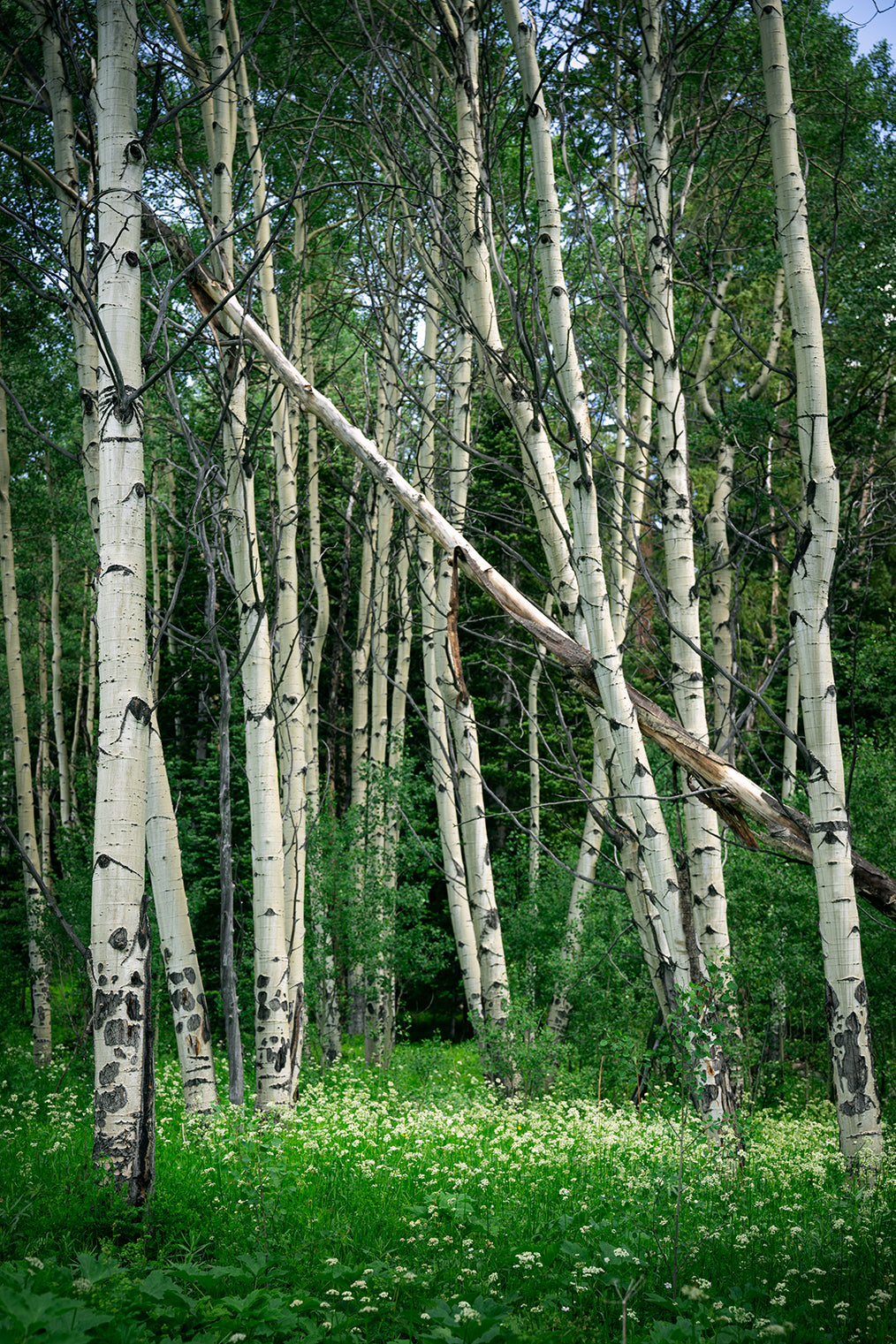 Calm Aspens