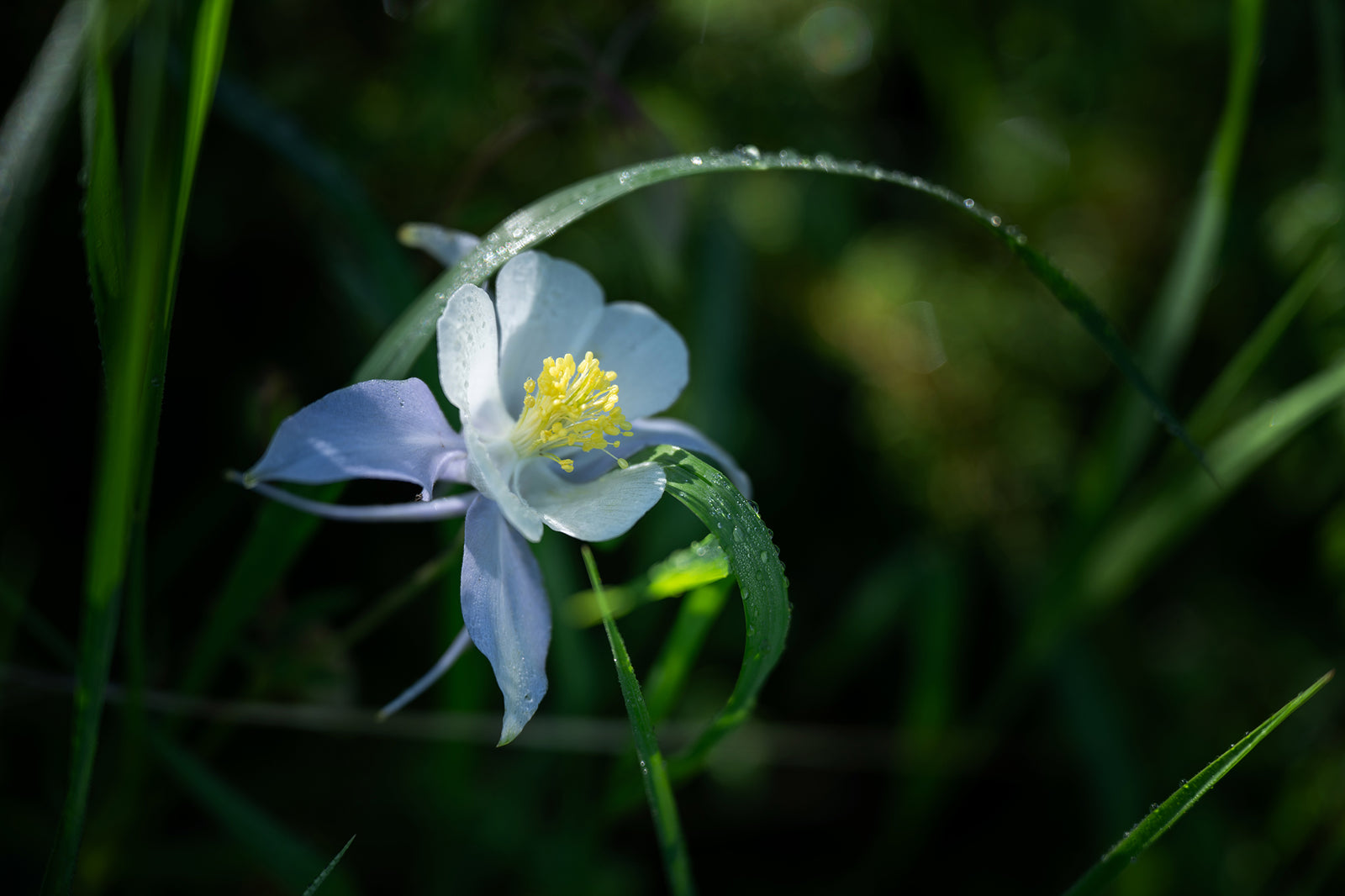 Dewy Columbine