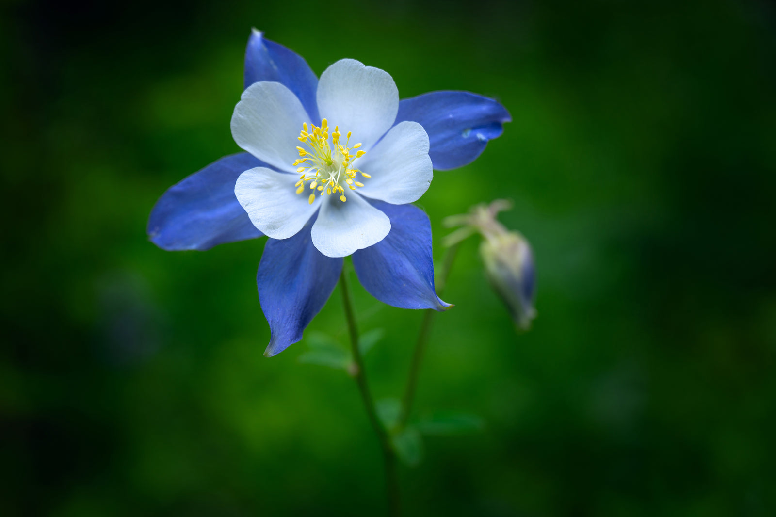 Vibrant Columbine