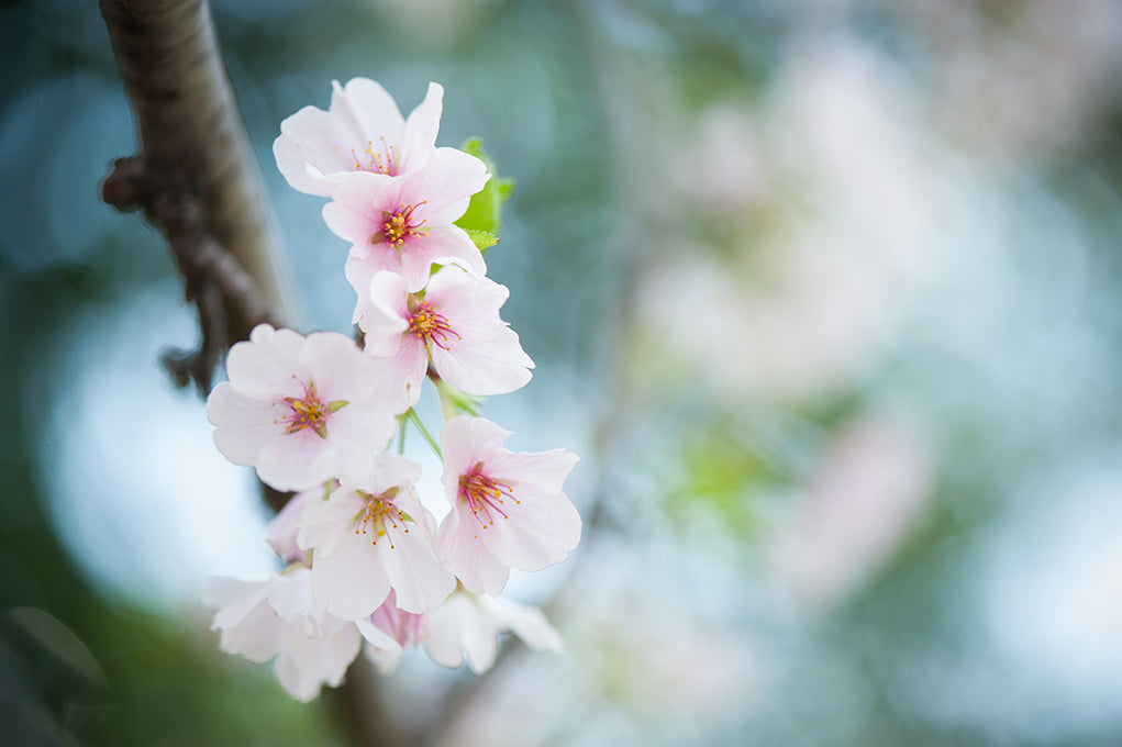 Colorful Cherry Blossoms