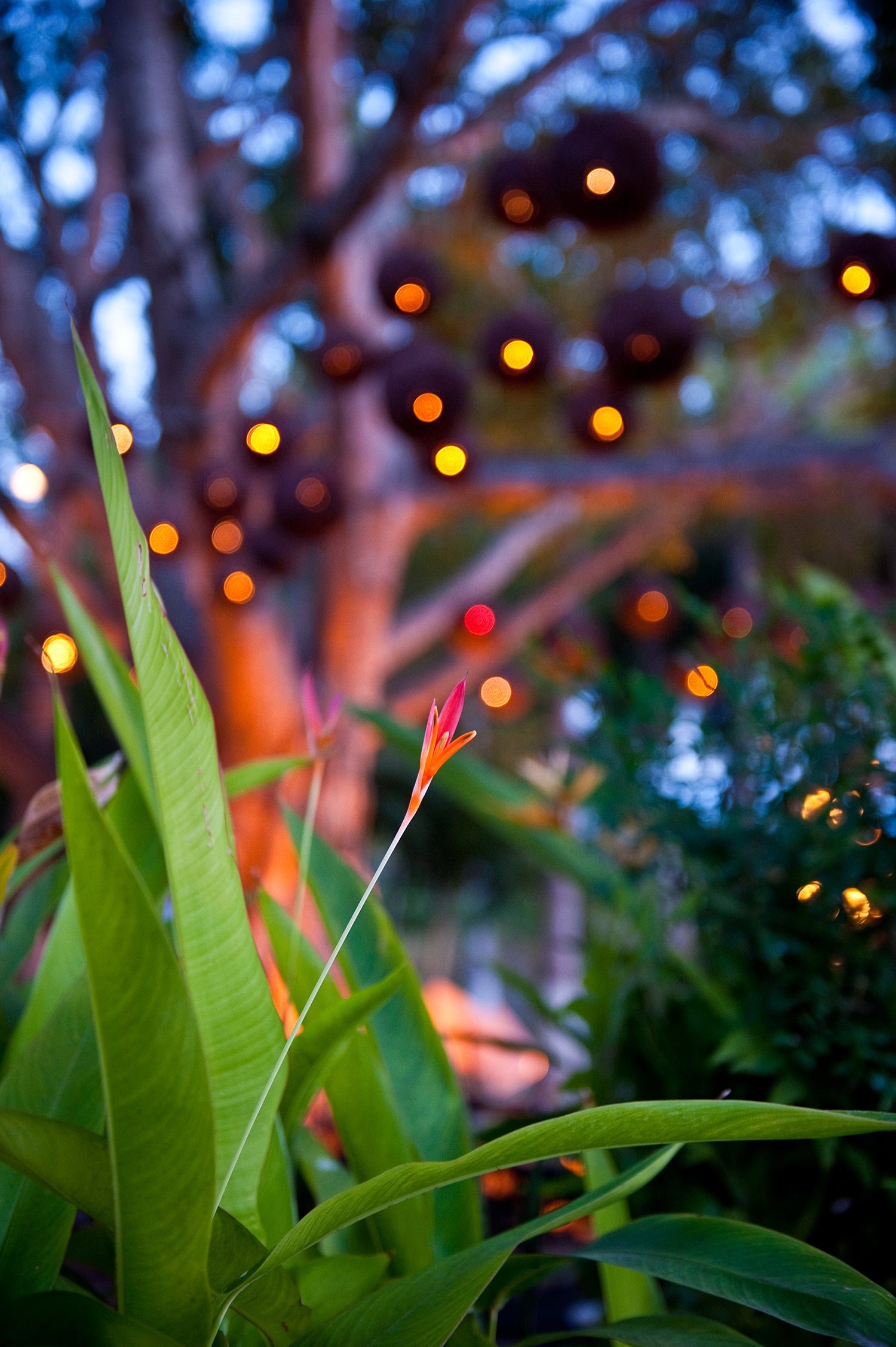 Una Noche en Nuevo Vallarta